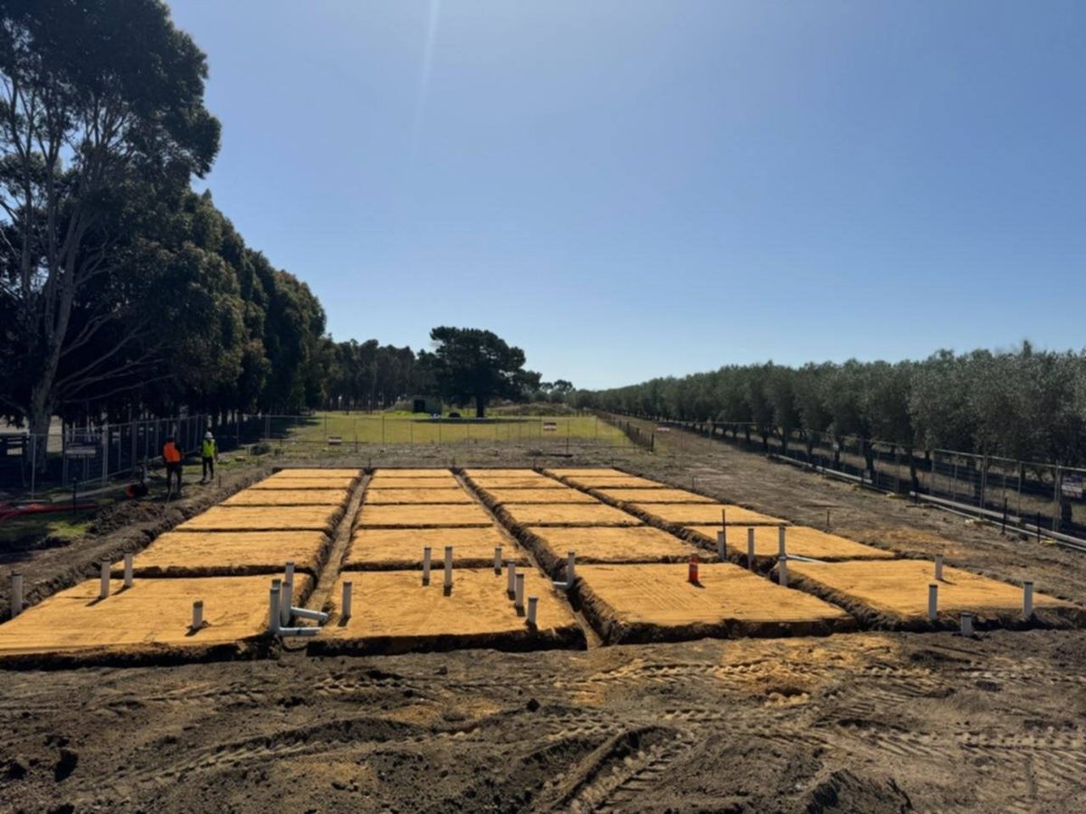 Golden raisins drying on paper trays in vineyard rows on a sunny day
