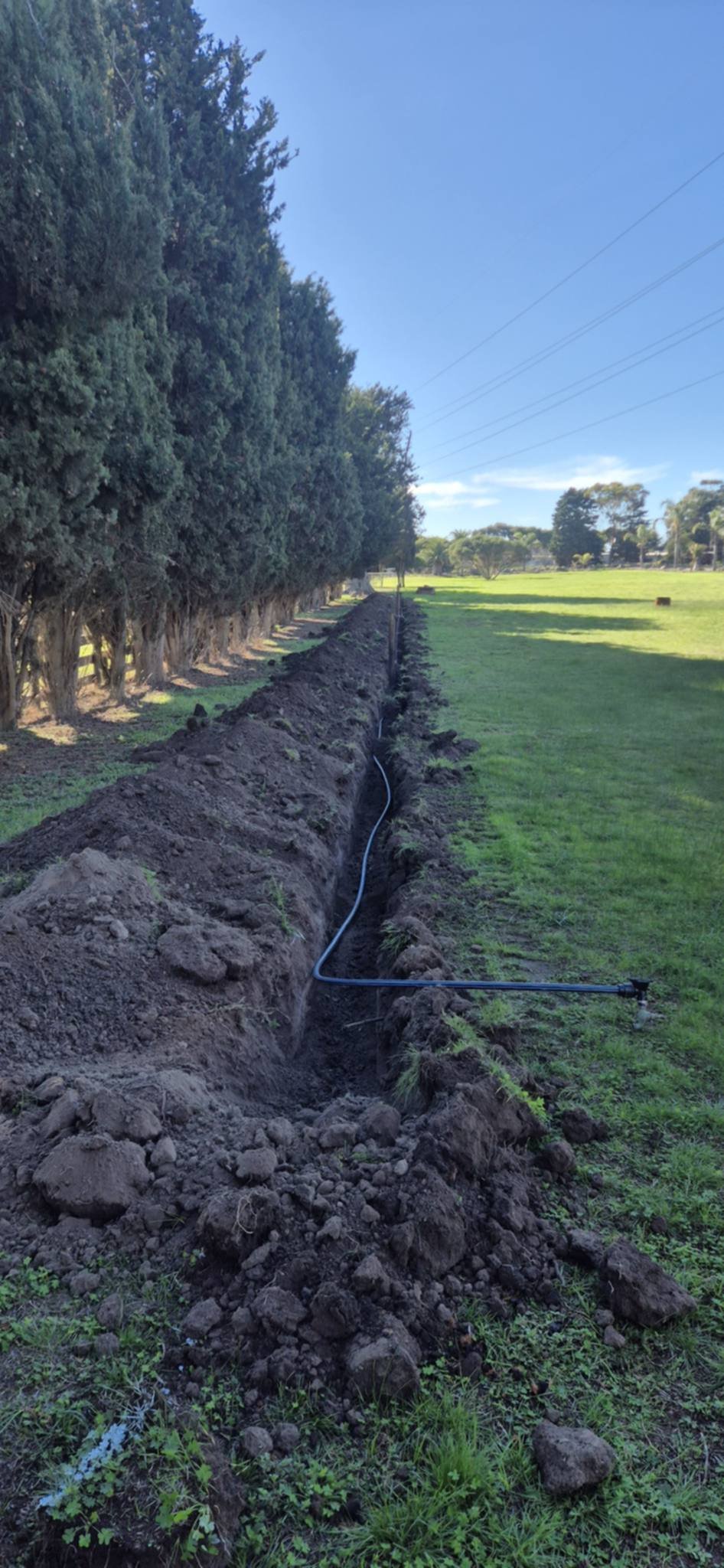 Irrigation trench with blue pipe running alongside a row of cypress trees in an open green pasture